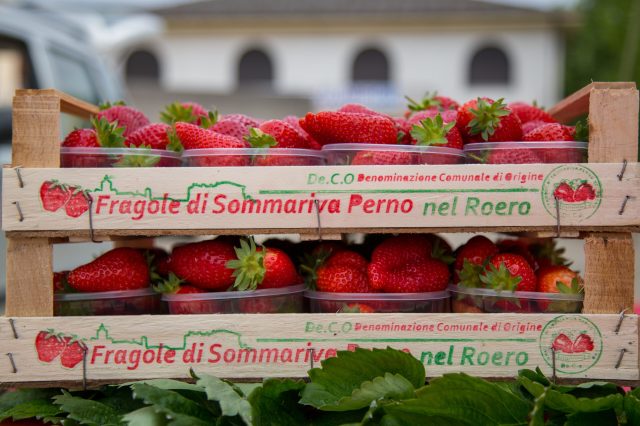 FRAGOLA DI SOMMARIVA PERNO