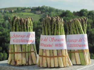 ASPARAGO SARACENO DI VINCHIO