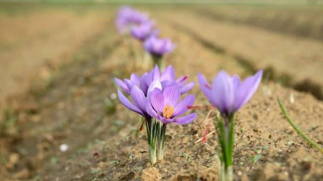 Cuore rosso tra petali viola